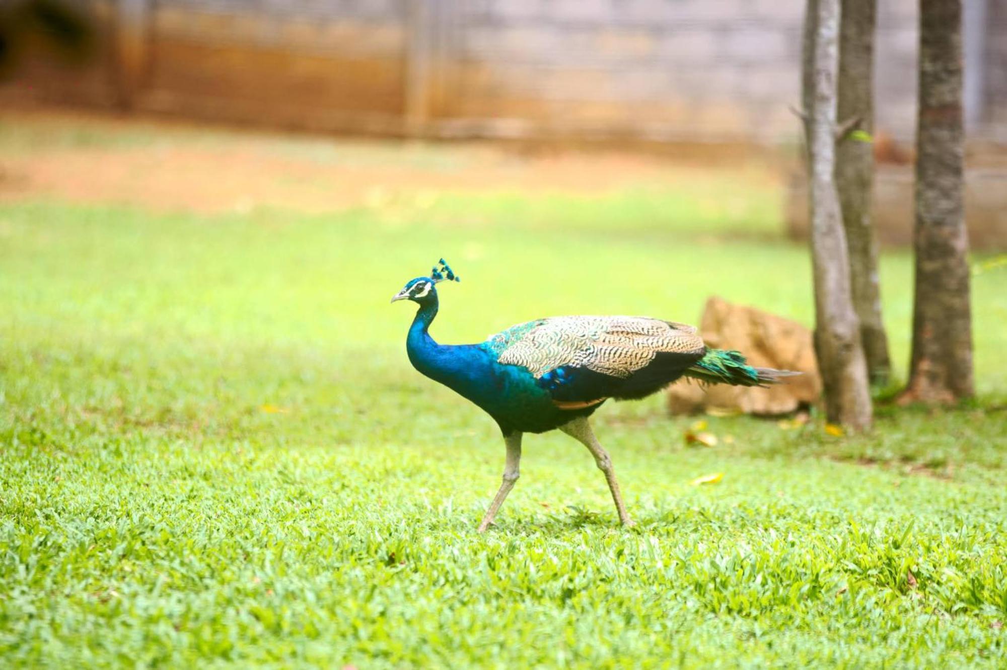 The Mastodon Valley Safari Resort Udawalawe Ngoại thất bức ảnh