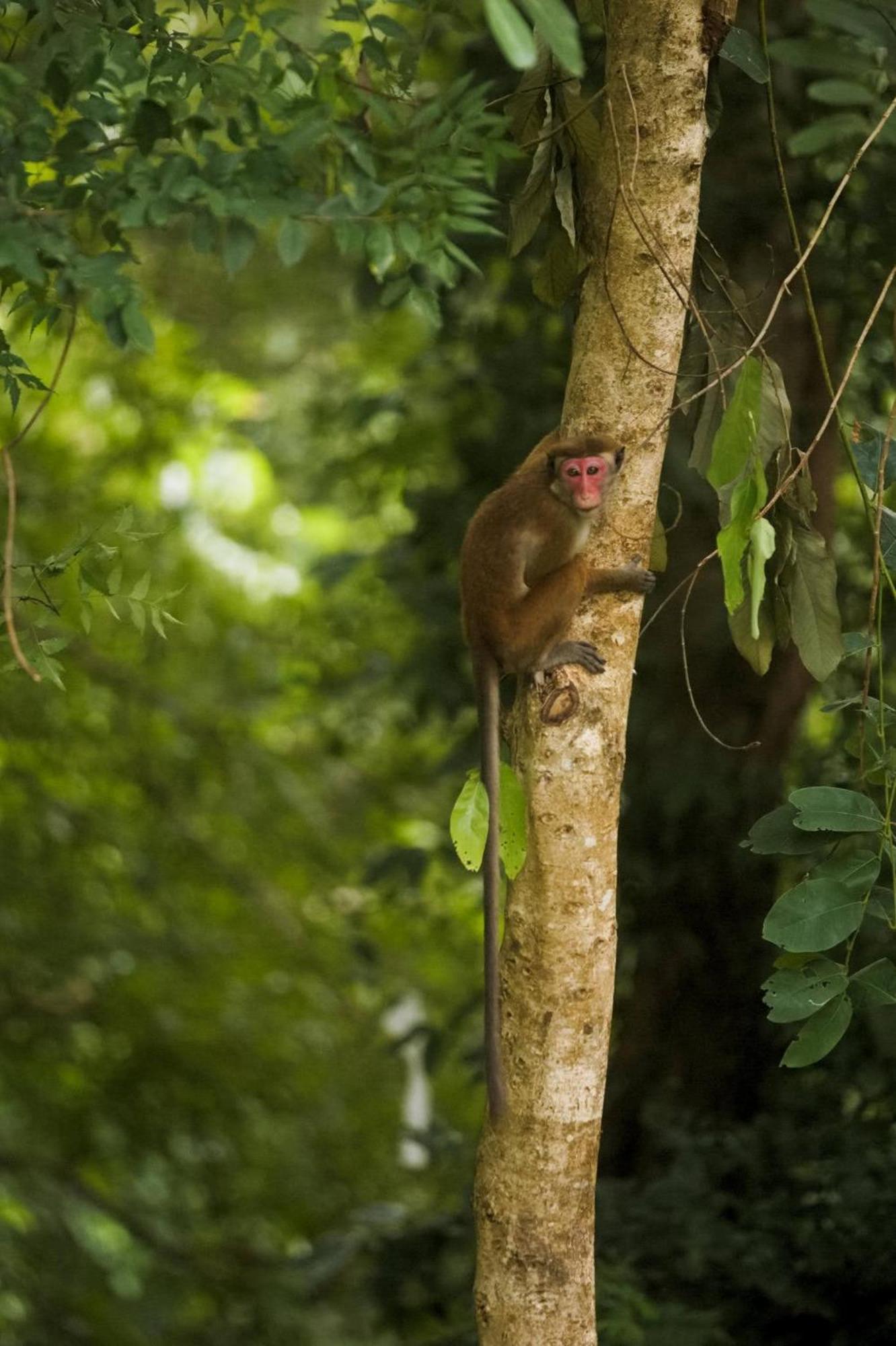The Mastodon Valley Safari Resort Udawalawe Ngoại thất bức ảnh