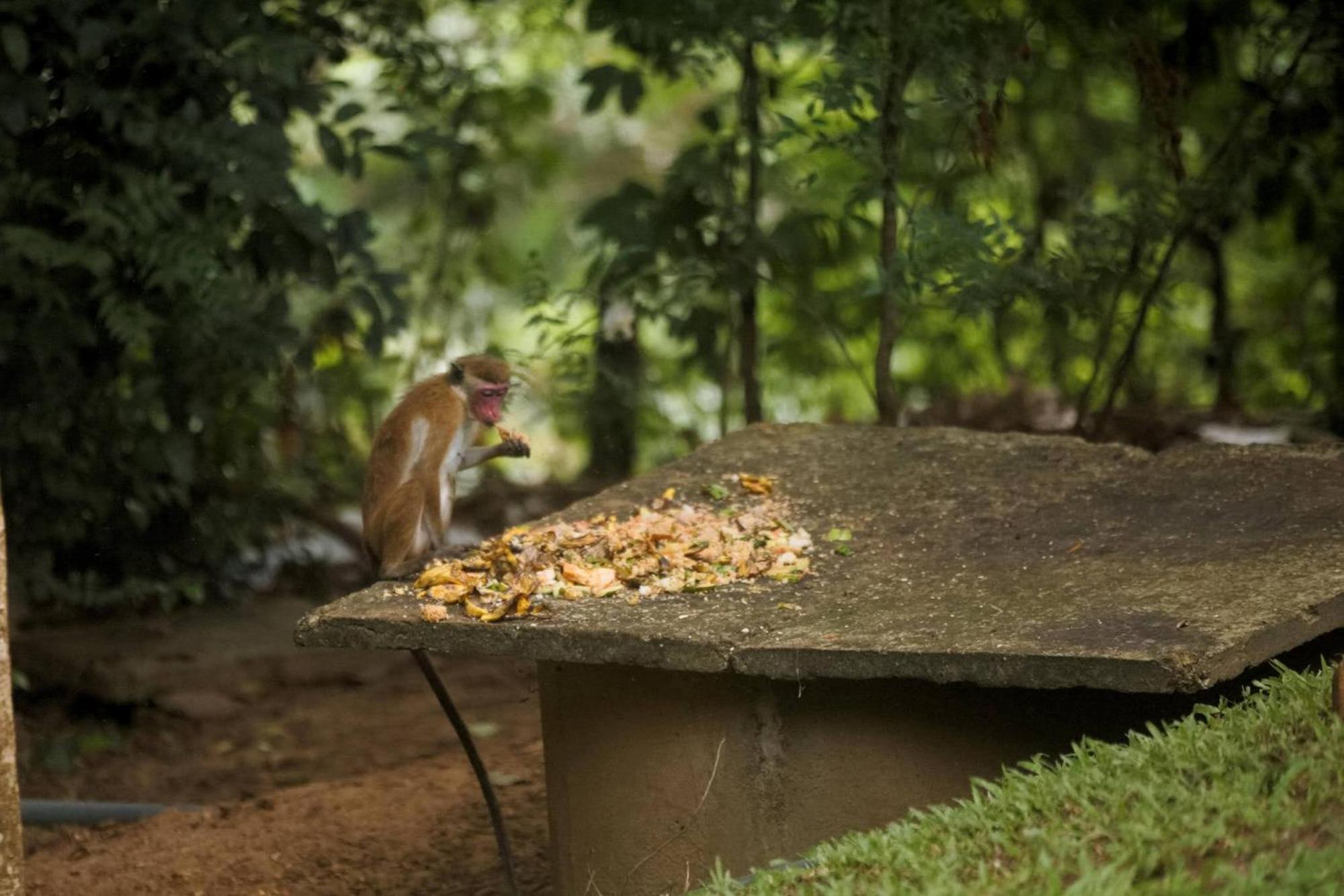 The Mastodon Valley Safari Resort Udawalawe Ngoại thất bức ảnh